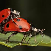 Seven Spot Ladybirds Mating 